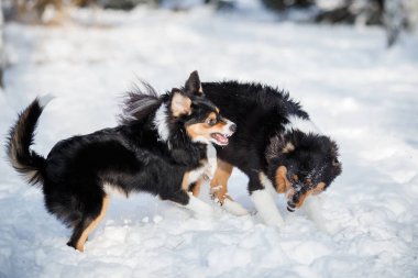 köpek yavrusu köpek doğurmak kenar kömür ocağı