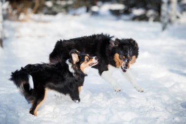 köpek yavrusu köpek doğurmak kenar kömür ocağı