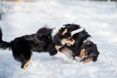 köpek yavrusu köpek doğurmak kenar kömür ocağı