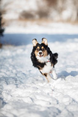 köpek yavrusu köpek doğurmak kenar kömür ocağı