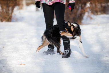 köpek yavrusu köpek doğurmak kenar kömür ocağı