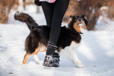 köpek yavrusu köpek doğurmak kenar kömür ocağı