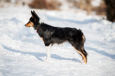 köpek yavrusu köpek doğurmak kenar kömür ocağı