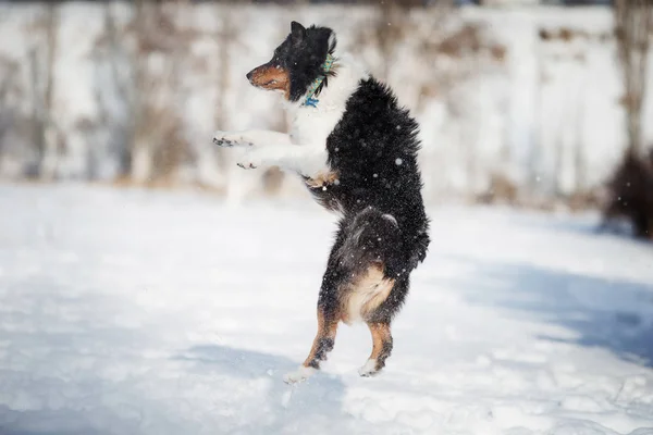 Cucciolo Cane Razza Bordo Collie — Foto Stock