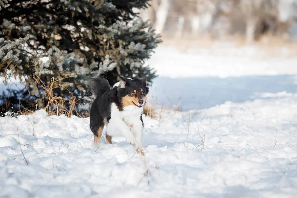 Cachorro Cão Raça Fronteira Collie — Fotografia de Stock