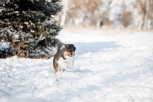 Puppy Dog Breed Border Collie — Stock Photo, Image