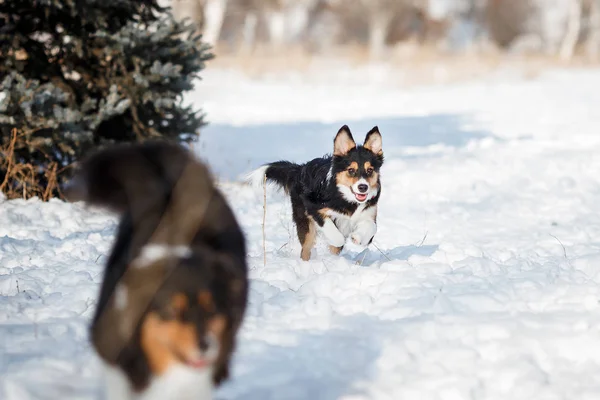 Welpen Hunderasse Border Collie — Stockfoto