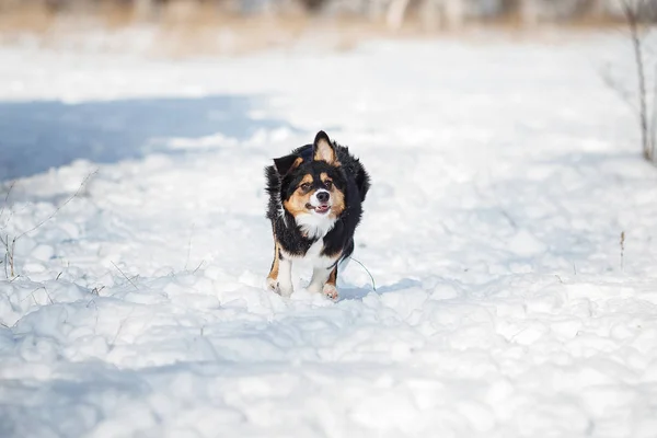 Cucciolo Cane Razza Bordo Collie — Foto Stock