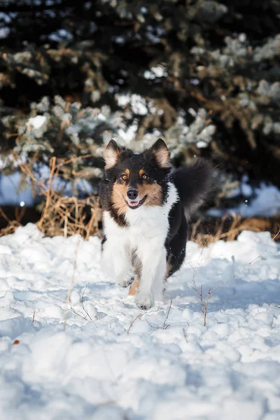 Welpen Hunderasse Border Collie — Stockfoto