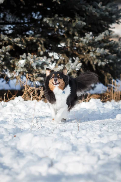 Welpen Hunderasse Border Collie — Stockfoto