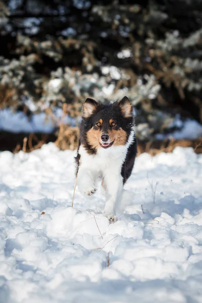 Welpen Hunderasse Border Collie — Stockfoto