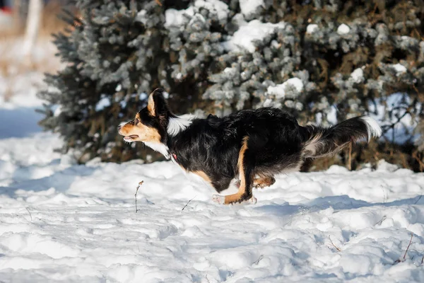 Puppy Dog Breed Border Collie — Stock Photo, Image