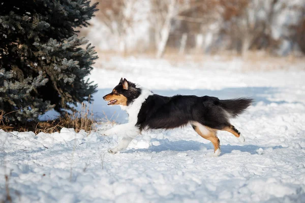 Puppy Dog Breed Border Collie — Stock Photo, Image