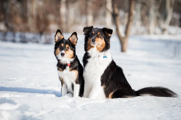 Cachorro Cão Raça Fronteira Collie — Fotografia de Stock