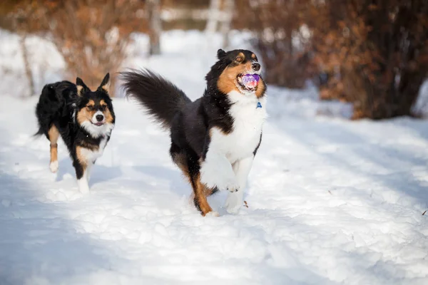 Szczeniak Pies Rasy Border Collie — Zdjęcie stockowe