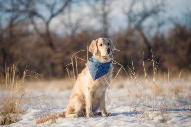 Kışın golden retriever köpeği