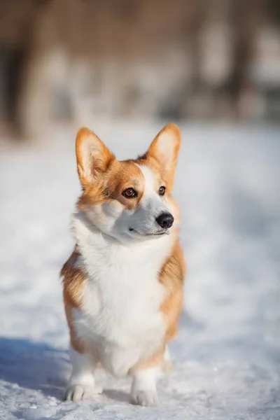 Welsh Corgi Pes Zimě — Stock fotografie