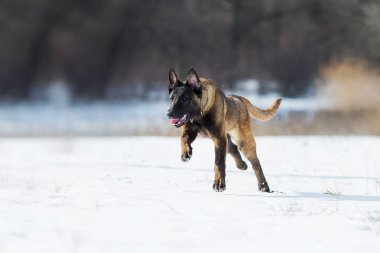 Kışın Belçika Çoban Malinois köpek