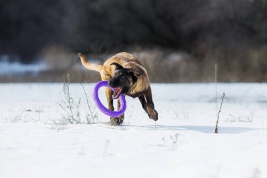 Kışın Belçika Çoban Malinois köpek