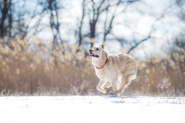 Kışın golden retriever köpeği