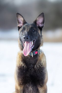 Kışın Belçika Çoban Malinois köpek