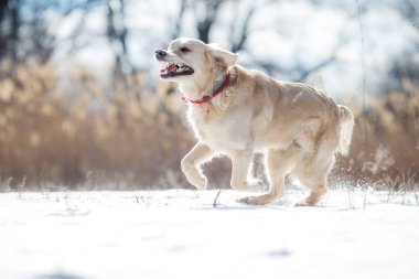 Kışın golden retriever köpeği