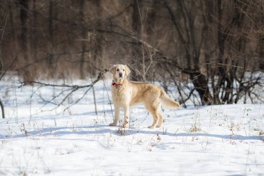 Kışın golden retriever köpeği