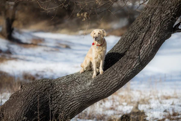 Golden Retriever Dog Winter — Stock Photo, Image