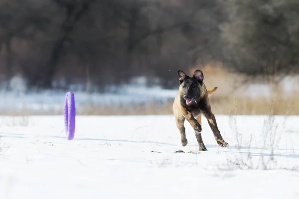 Belgijski Pasterz Pies Malinois Zimą — Zdjęcie stockowe