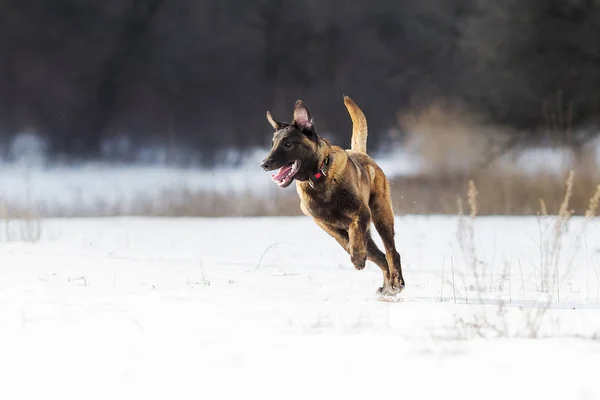 Belgian Shepherd Malinois Dog Winter — Stock Photo, Image