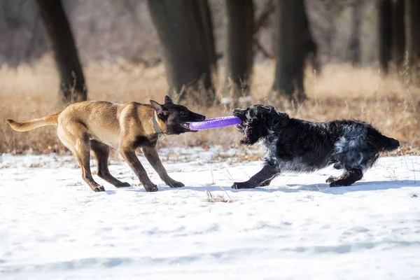 Belgijski Pasterz Malinois Spaniel Psy Zimą — Zdjęcie stockowe