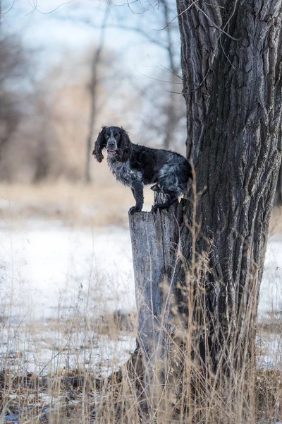 Russian Spaniel Dog Winter — Stock Photo, Image
