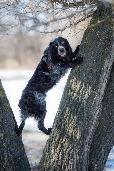 Русская Собака Спаниель Зимой — стоковое фото