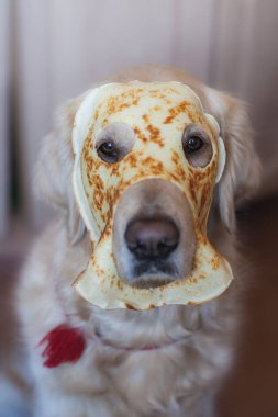 Golden Retriever köpek oturan