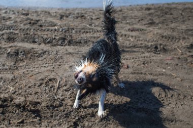 sınır collie ve Avustralya çoban köpeği