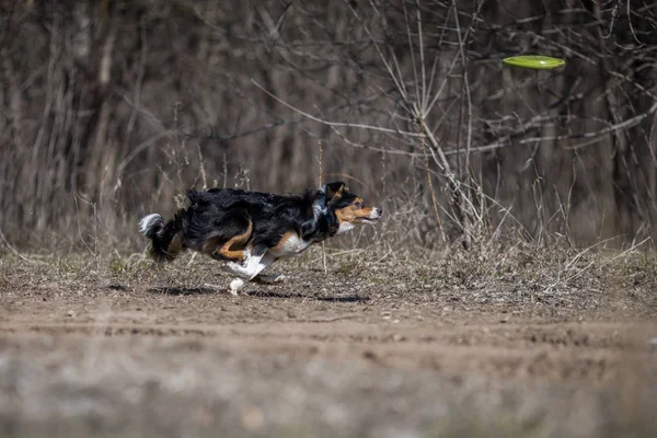 Frontera Collie Perro Frisbee —  Fotos de Stock