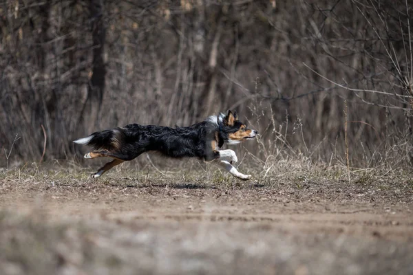 border collie dog frisbee