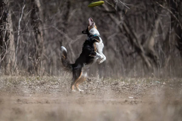 Frontera Collie Perro Frisbee —  Fotos de Stock