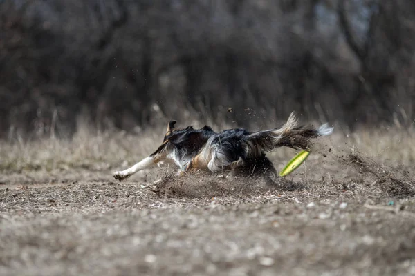 Frontera Collie Perro Frisbee —  Fotos de Stock