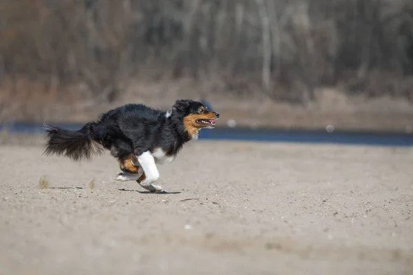 Australian shepherd dog frisbee