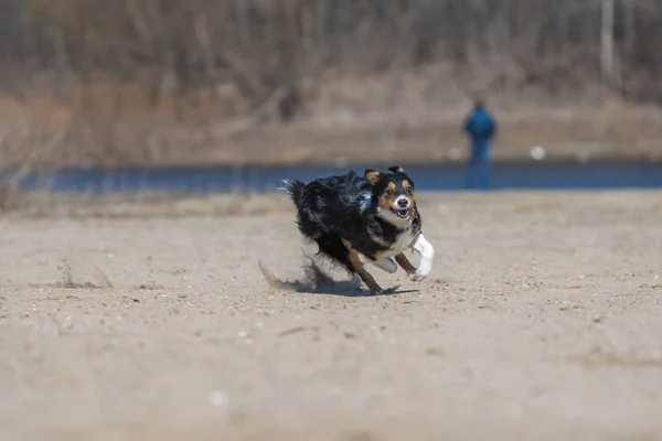 border collie dog frisbee