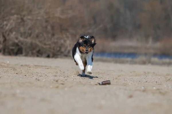 オーストラリアの羊飼い犬フリスビー — ストック写真