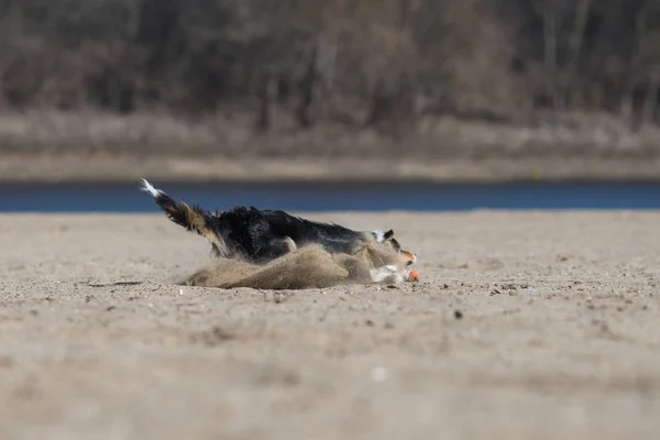 Frontera Collie Perro Frisbee —  Fotos de Stock