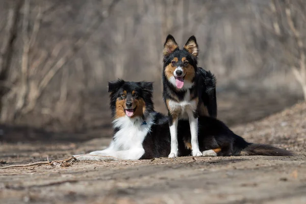 Border Collie Und Australischer Schäferhund — Stockfoto