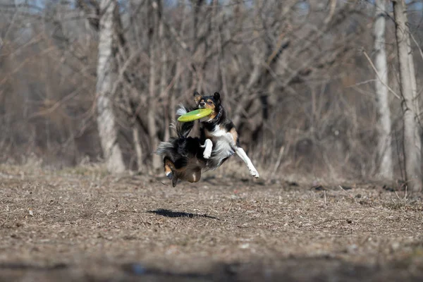 border collie dog frisbee