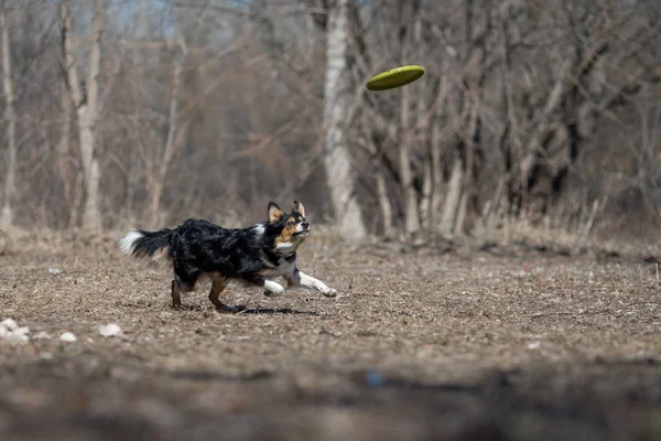 border collie dog frisbee