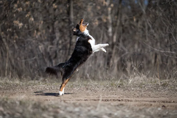 Australian shepherd dog frisbee