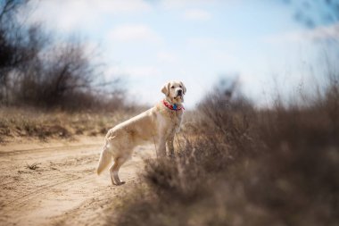 Golden Retriever köpeği koşuyor