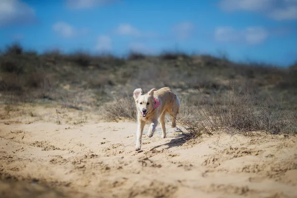 golden retriever dog running