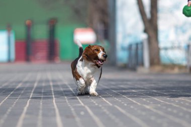 basset tazı köpek bahar